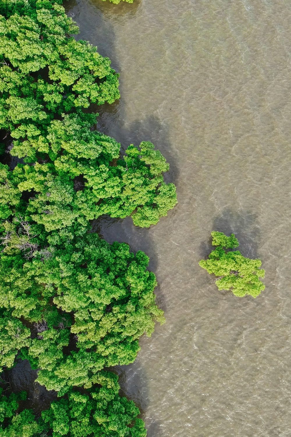 half-mangrove-from-above